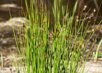 Flatter-Simse (Juncus effusus) - © Emanuel Trummer